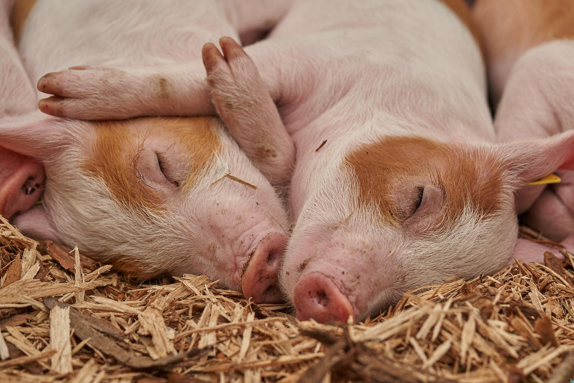 Fördermaßnahme zur Beratung landwirtschaftlicher Betriebe in Hatten / Niedersachsen